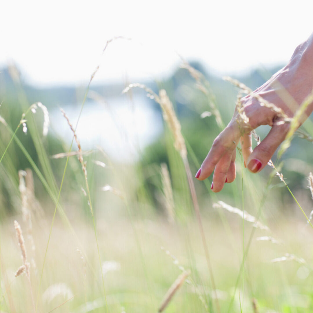 Hand touching tall grass in sunlight.